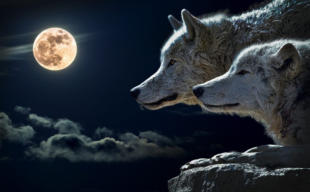 ‘Howling confidence,’ other lunar topics