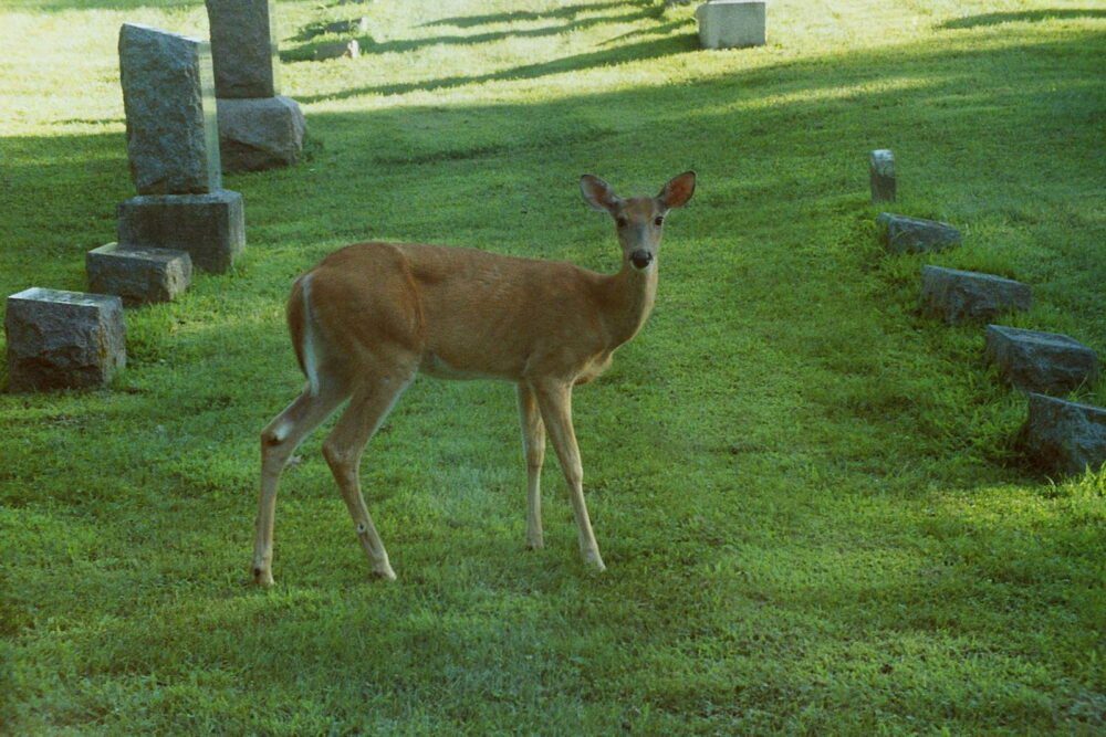 Deer Friends press to end mass killings