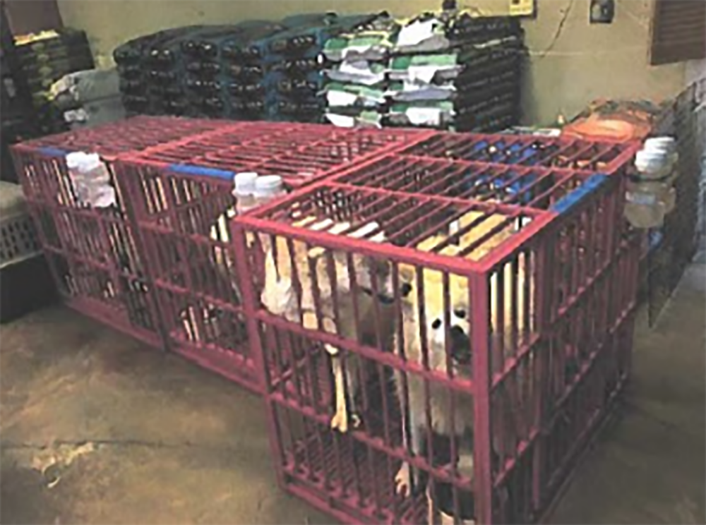 Drop in documented puppy mills due partly to poor animal welfare enforcement, HSUS says