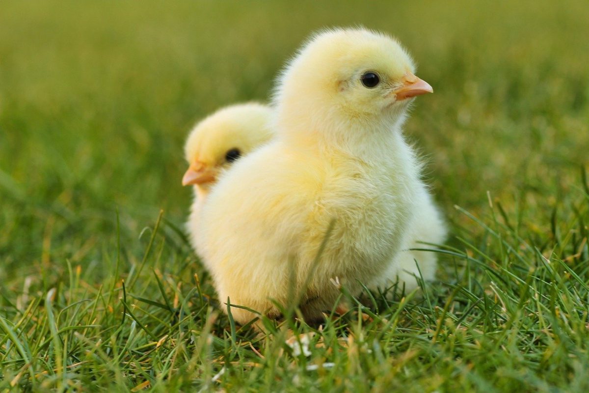 Home A progressive statewide publication focused on an Iowa that does better for everyone, especially marginalized people including people of color, women, the LGBTQ+. seniors, people with addictions, and those of nontraditional faiths. chicks 5014152 1280