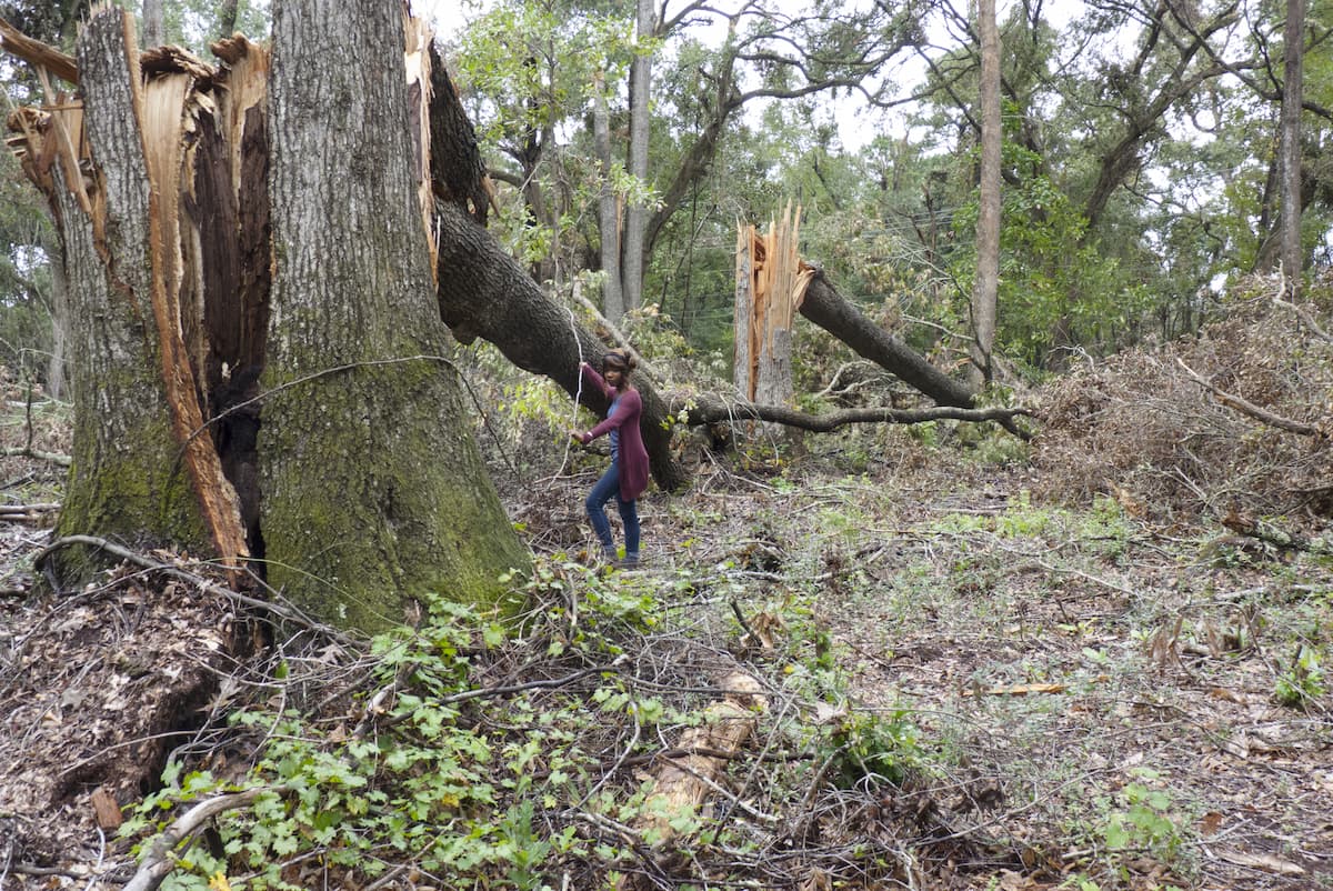 Lakeia Hodges amid damaged trees on Johns Island
